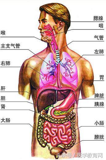 人体内脏解剖图 医疗经验 共享经验